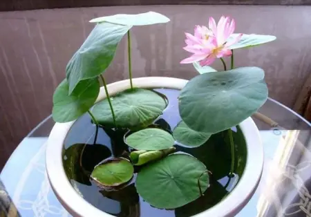 有品位的人都养这3种花，放在家里装饰效果好，观赏性也强(适合放在家里养的花)